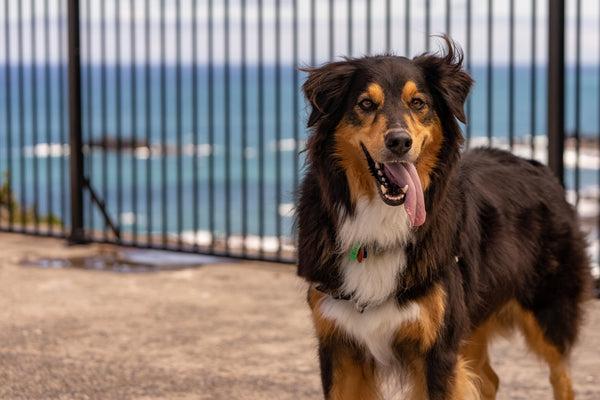 Caring For Your Dogs' Health in Summer